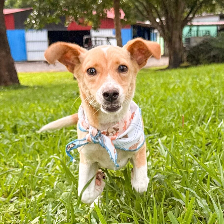 Image of Vanilla the dog