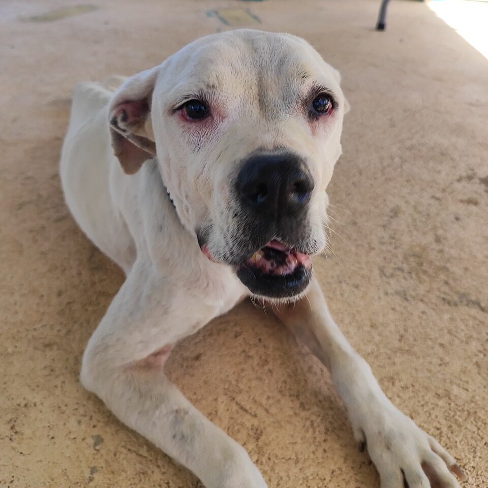 Image of Sara the dog