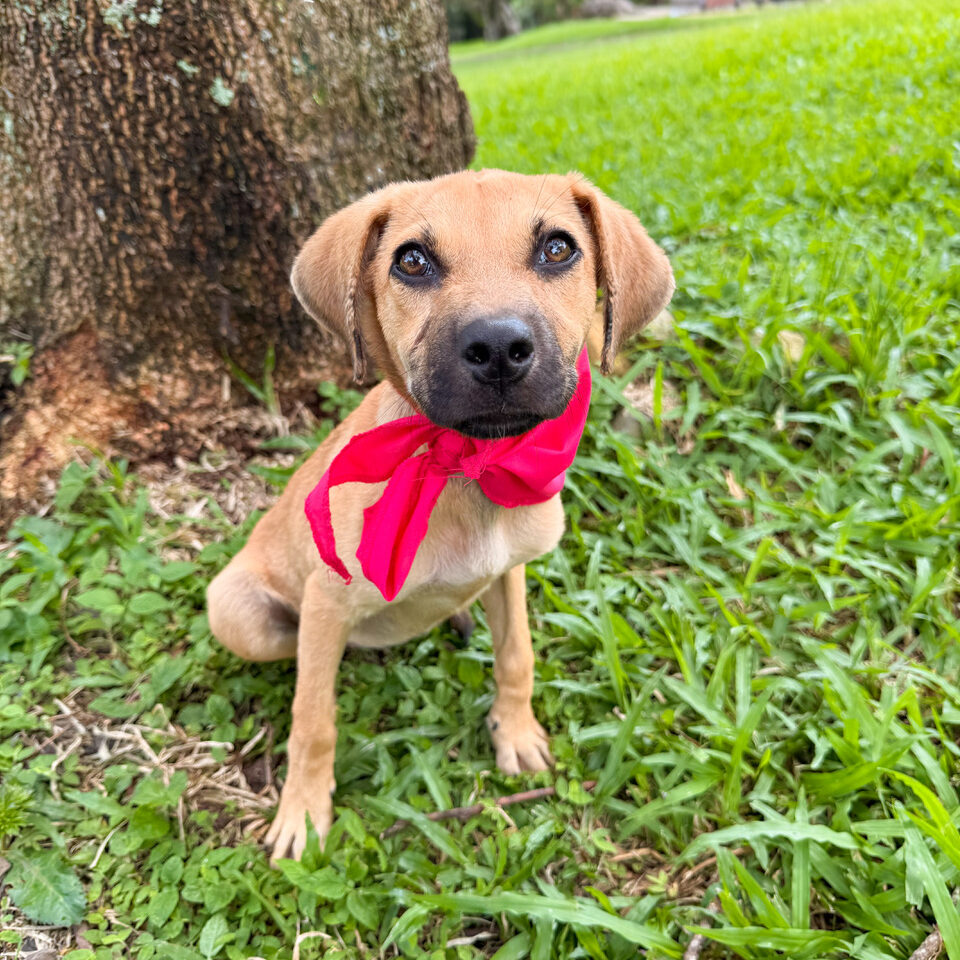 Image of Brownie the dog