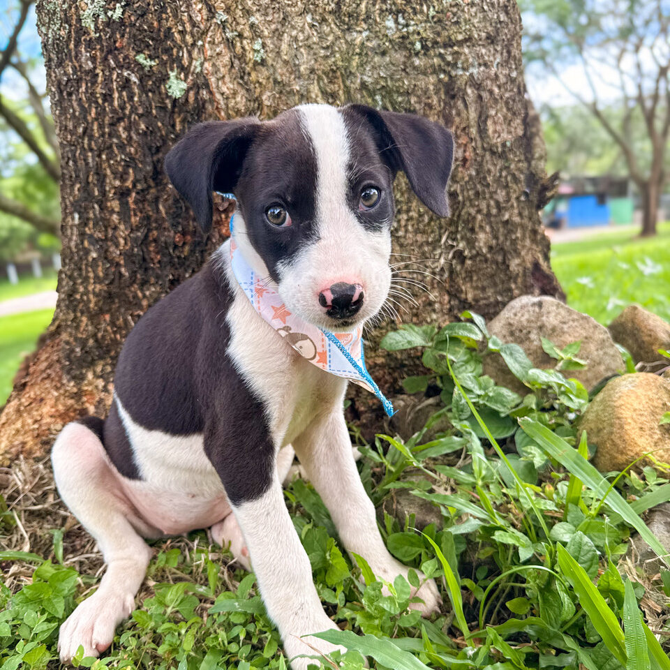 Image of Snoopy the dog