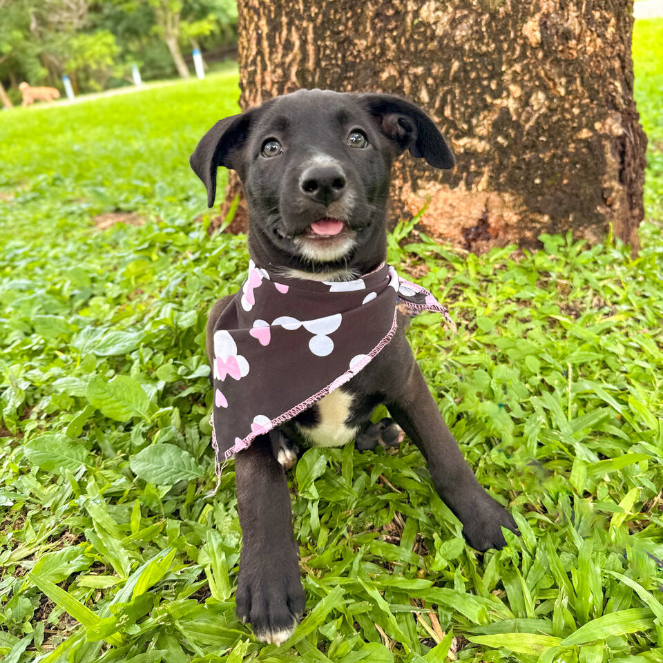 Image of Snugs the dog
