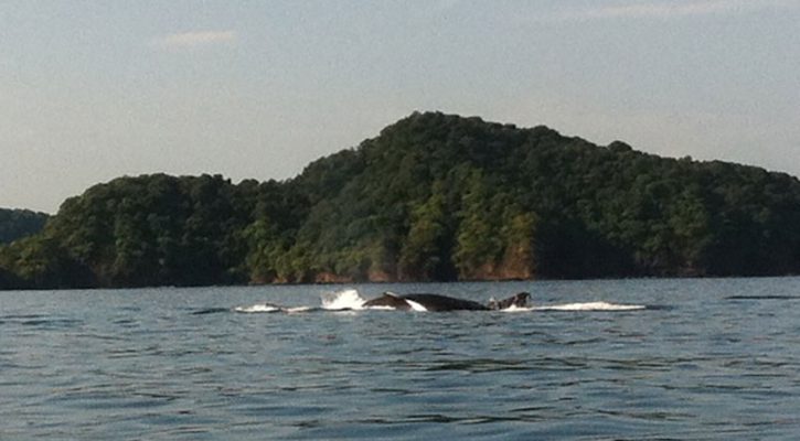 whales-3